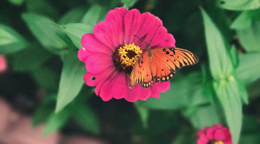 Conseils pour l&rsquo;entretien saisonnier de votre jardin : Un jardin luxuriant toute l&rsquo;année